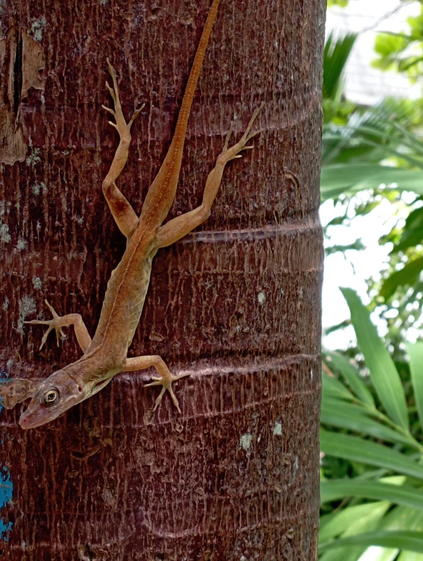 Anolis concolor en su hábitat natural