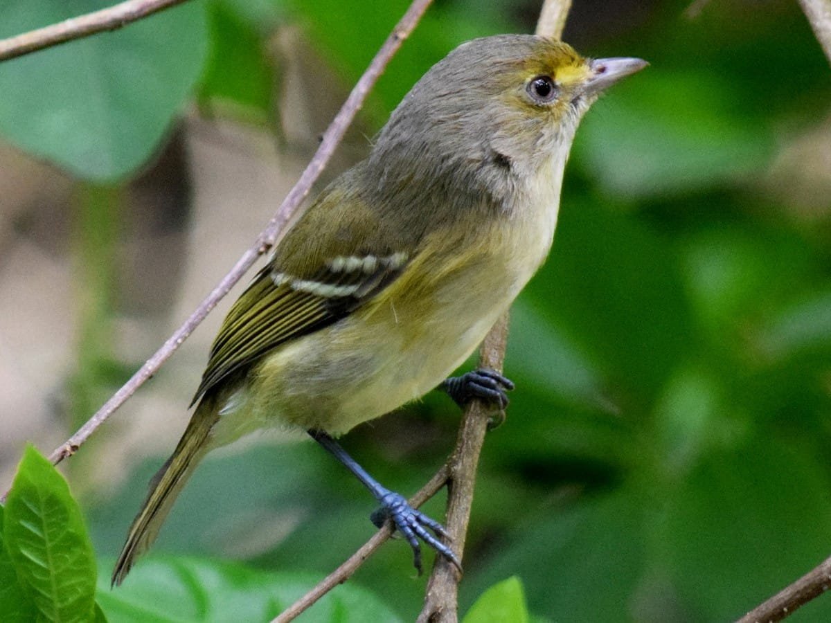 Vireo caribaeus en su hábitat natural